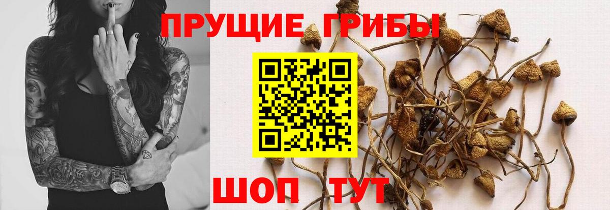 Набережные Челны  Галлюциногенные грибы Psilocybine cubensis  Вход с VPN 